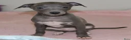 Italian Greyhound dogs for sale: Two male Italian Greyhounds KC Reg - Advert 2