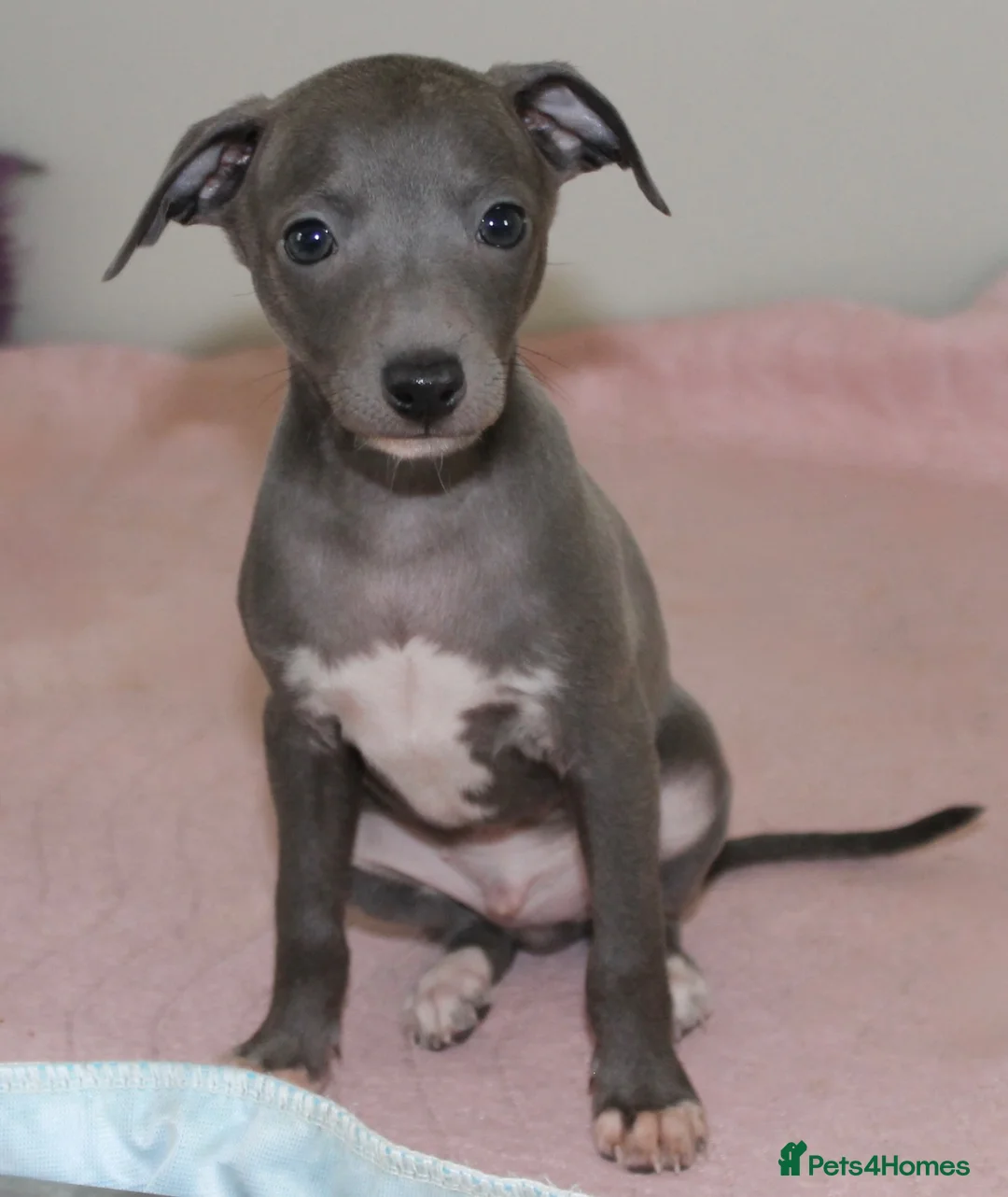 Italian Greyhound dogs for sale: Two male Italian Greyhounds KC Reg - Advert 2