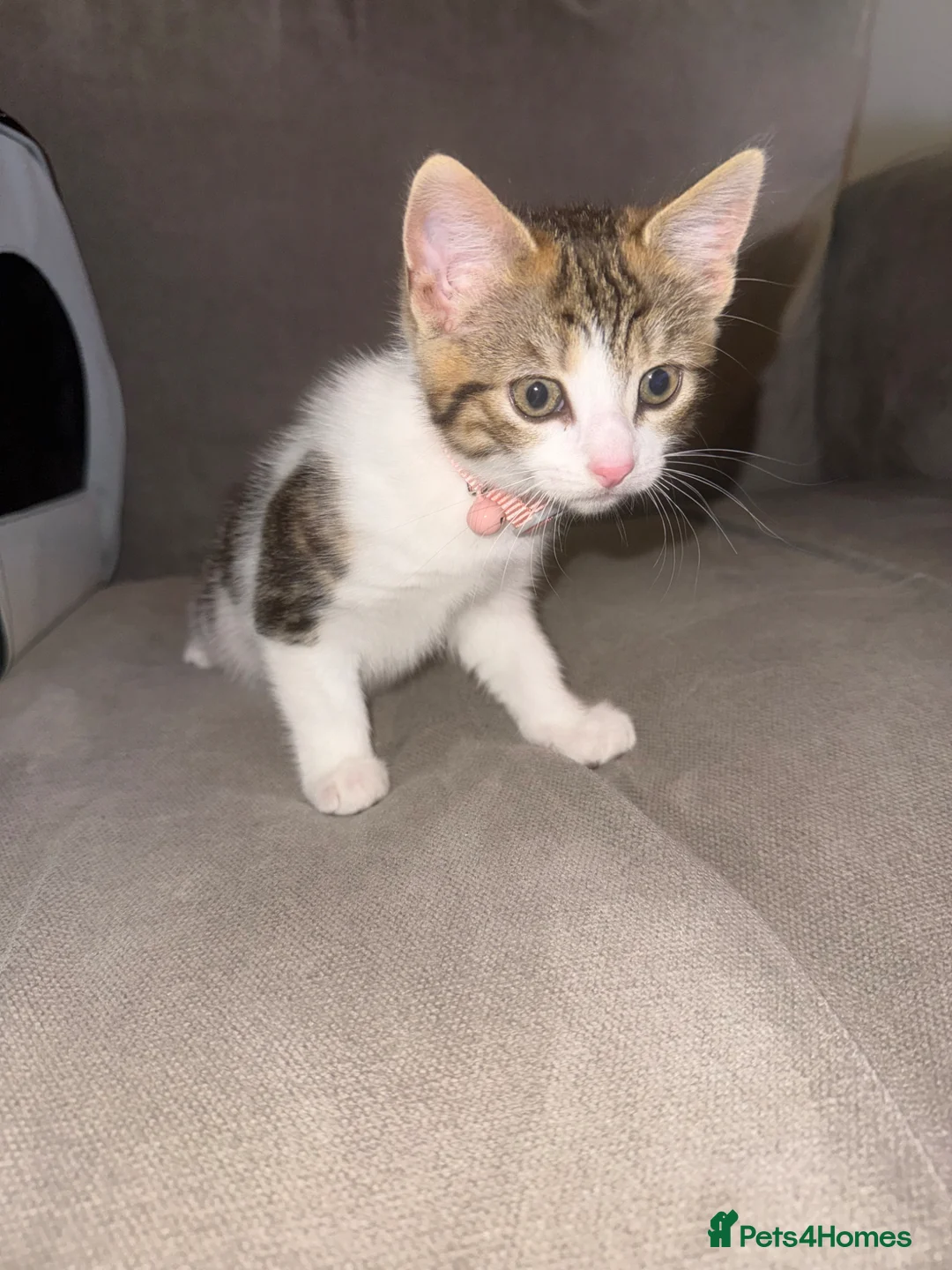 Domestic Shorthair cats for sale: Callie the kitten  - Advert 4