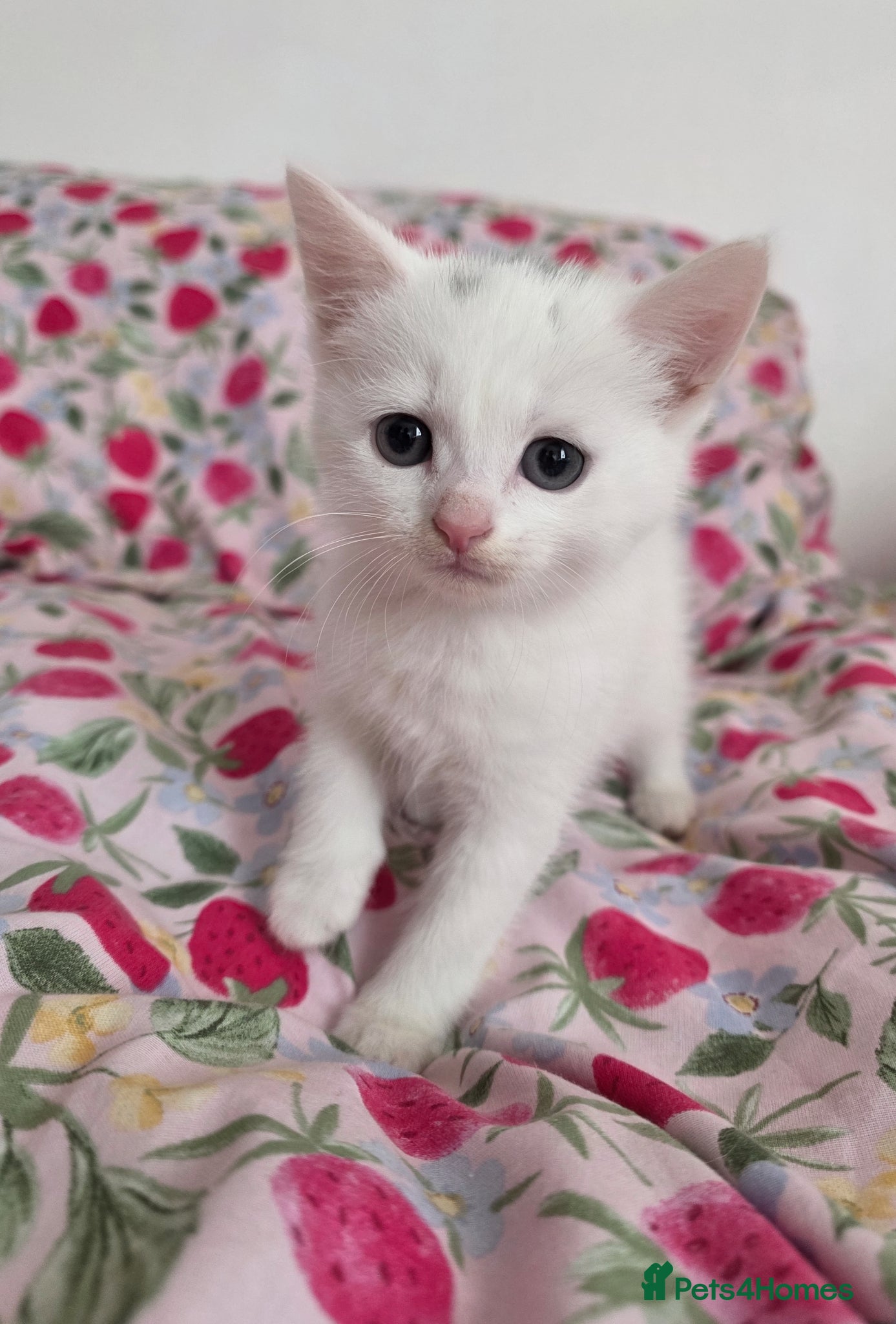 Mixed Breed cats 🩷🐈‍⬛All kittens are now reserved. - Advert 2