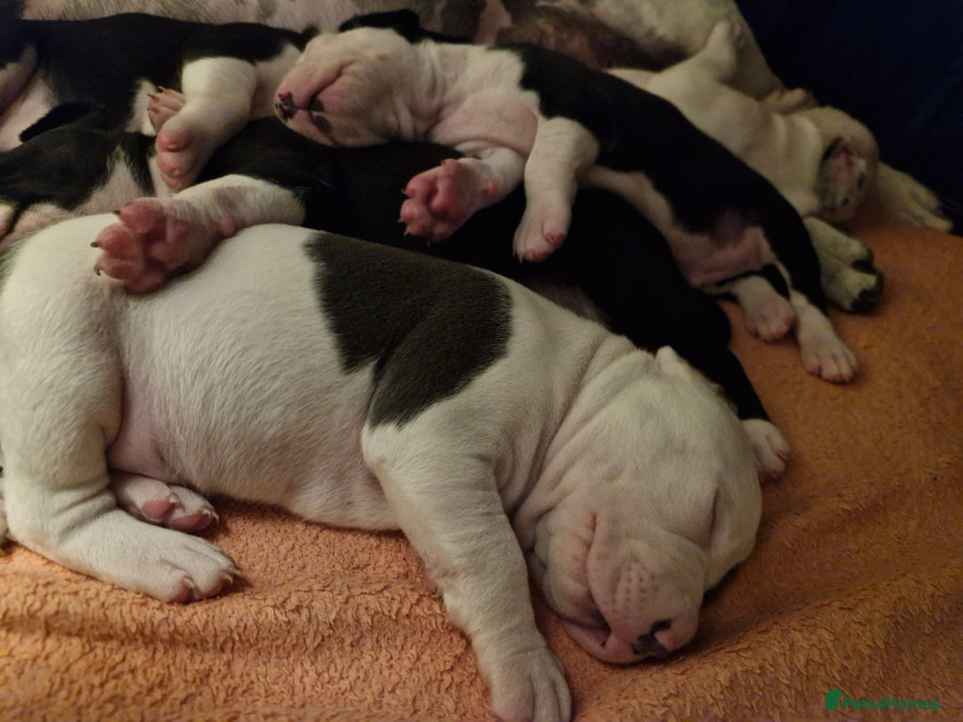 Staffordshire Bull Terrier dogs for sale: From Our Family to Yours - Image 14