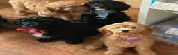 Cockapoo dogs for sale: 🐶READY TO LEAVE NOW 🐶 beautiful cockapoos  - Advert 10