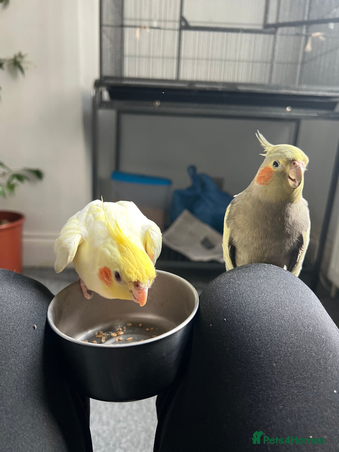 Cockatiels birds for sale: Semi tamed Male and female cockatiels and cage - Advert 6