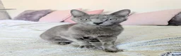 Russian Blue cats for sale: GCCF Registered Mia Seeking a Loving Home - Advert 6