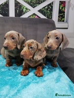 Miniature Dachshund dogs Three Musketeers Miniature Dachshund - Advert 12