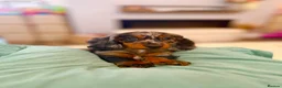 Dachshund dogs for sale: Long Haired Miniature Dachshund  in Neath - Advert 9