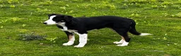 Border Collie dogs for sale: 9 month old male Border Collie  - Advert 8