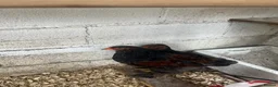 Chickens poultry for sale: Gold partridge brahma  - Advert 2