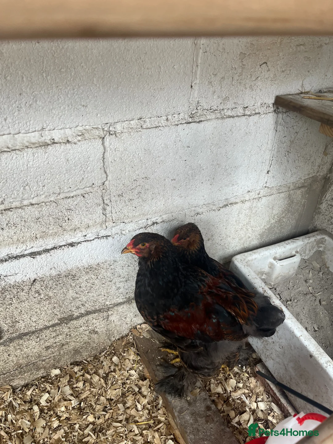 Chickens poultry for sale: Gold partridge brahma  - Advert 2