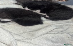 Domestic Shorthair cats for sale: 3 gorgeous tuxedo kittens for sale. - Image 3