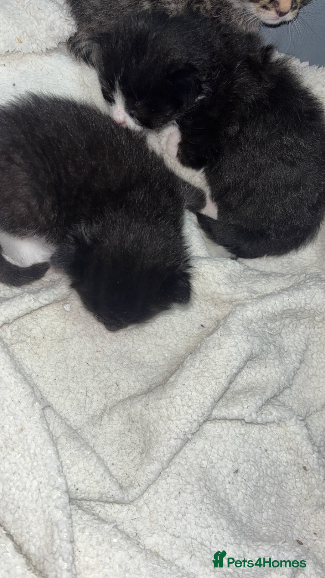 Domestic Shorthair cats for sale: 3 gorgeous tuxedo kittens for sale. - Image 3