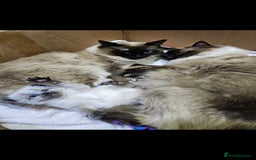 Ragdoll cats for sale: Ragdoll kittens  - Image 9