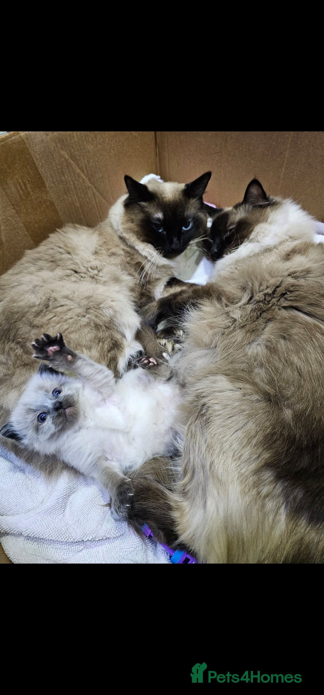 Ragdoll cats for sale: Ragdoll kittens  - Image 9