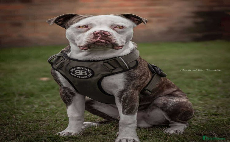 American Bulldog dogs - Advert 15