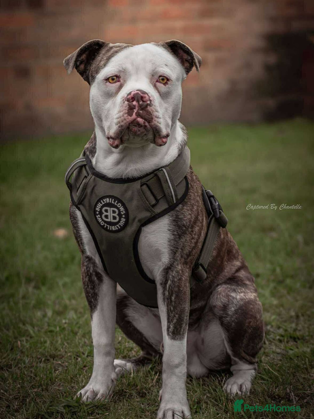 American Bulldog dogs for stud: American bulldog x STUD - Image 1