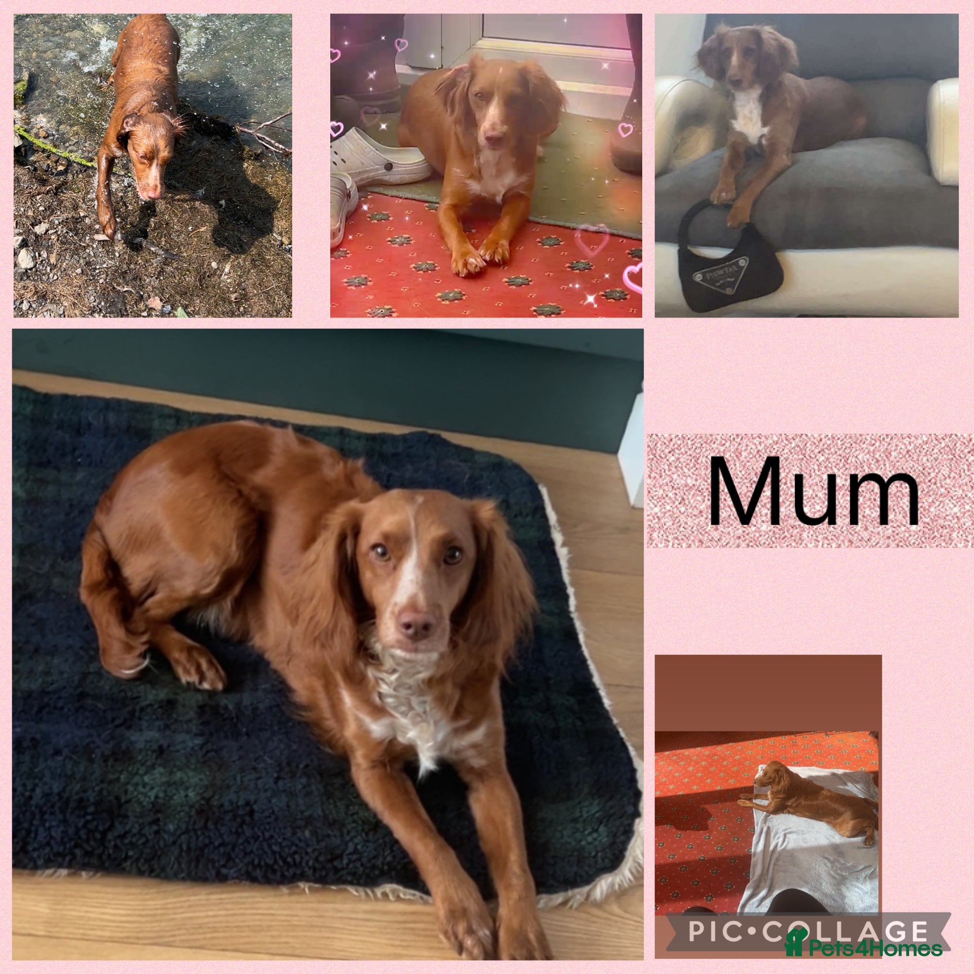 Sprocker dogs Puppies for Sale  - Advert 9