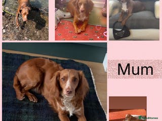 Sprocker dogs Puppies for Sale - Advert 11