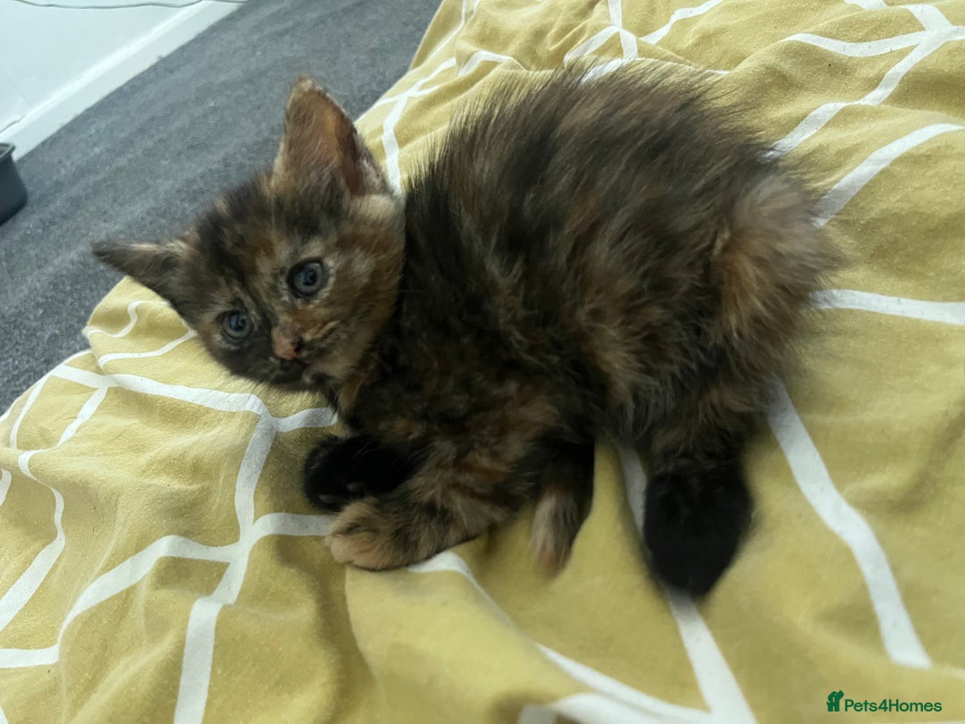 Russian Blue cats for sale: Russian blue mix  - Image 14