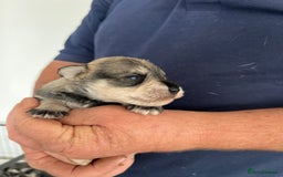 Miniature Schnauzer dogs for sale: Home reared bundles of love - Image 14