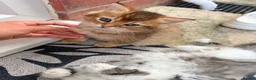 British Longhair cats for sale: Ready to leave kittens  - Advert 12