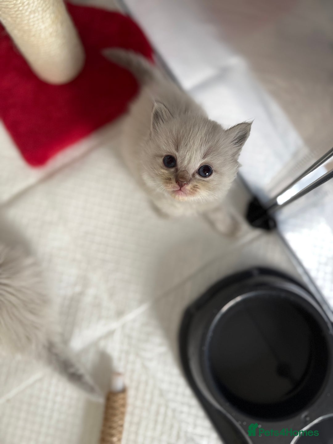 Ragdoll cats for sale: 🐾 Ragdoll kittens - ONE MALE TWO FEMALE LEFT 🐾 - Image 18