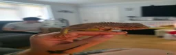 Iguana reptiles for sale: Beautiful lemon red iguana  - Advert 8