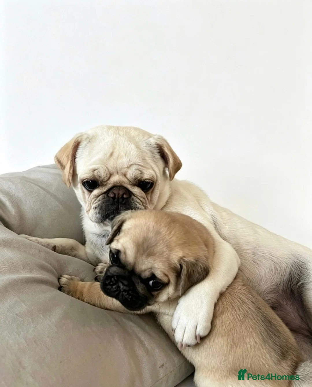 Pug dogs for sale: Beautiful Chunky Pug Puppy  - Advert 3