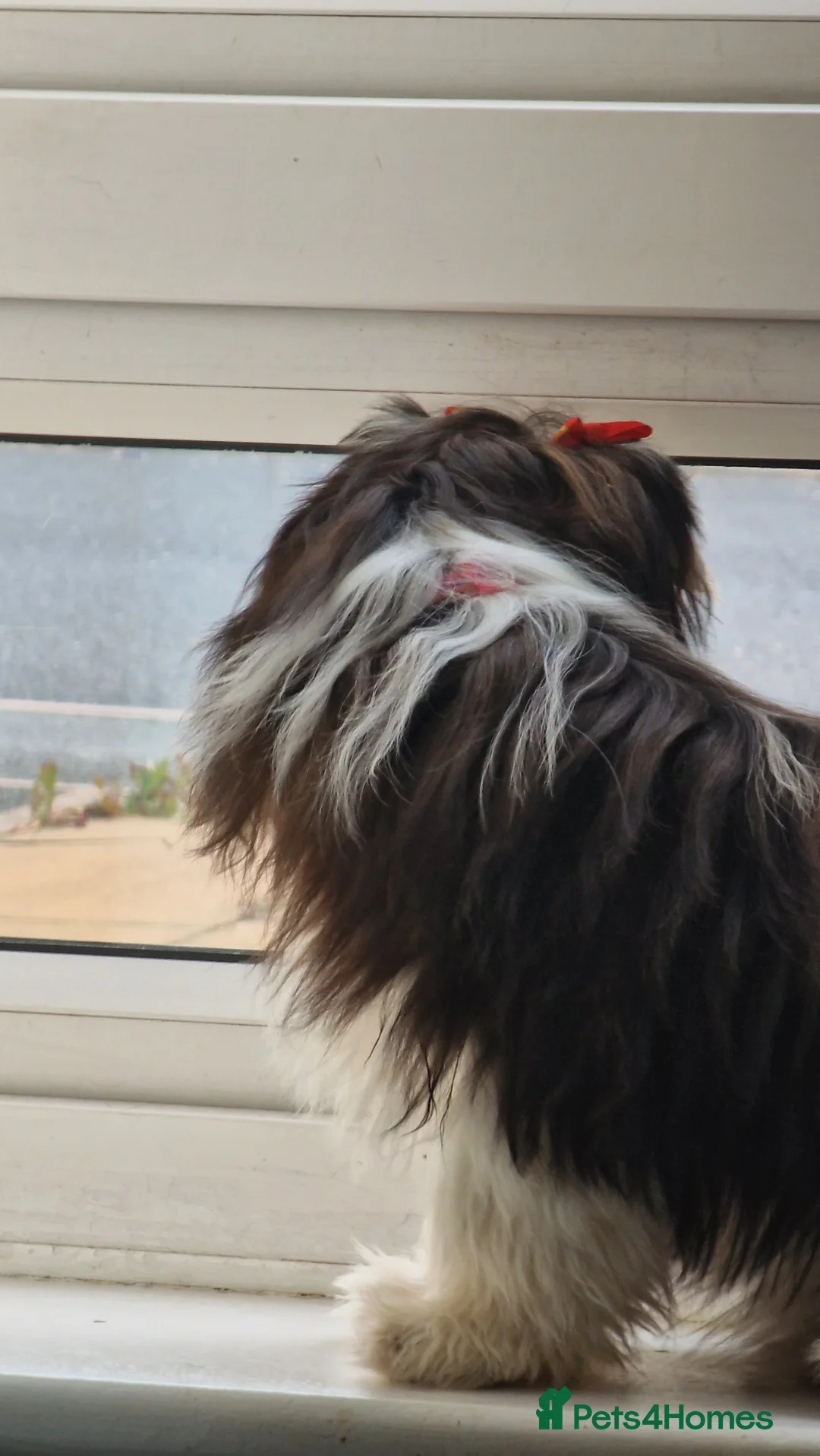 Shih Tzu dogs for sale: Female Shih tzu - Advert 5