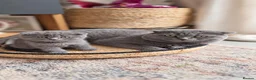 British Shorthair cats for sale: Beautiful kittens looking for loving homes!  - Advert 11