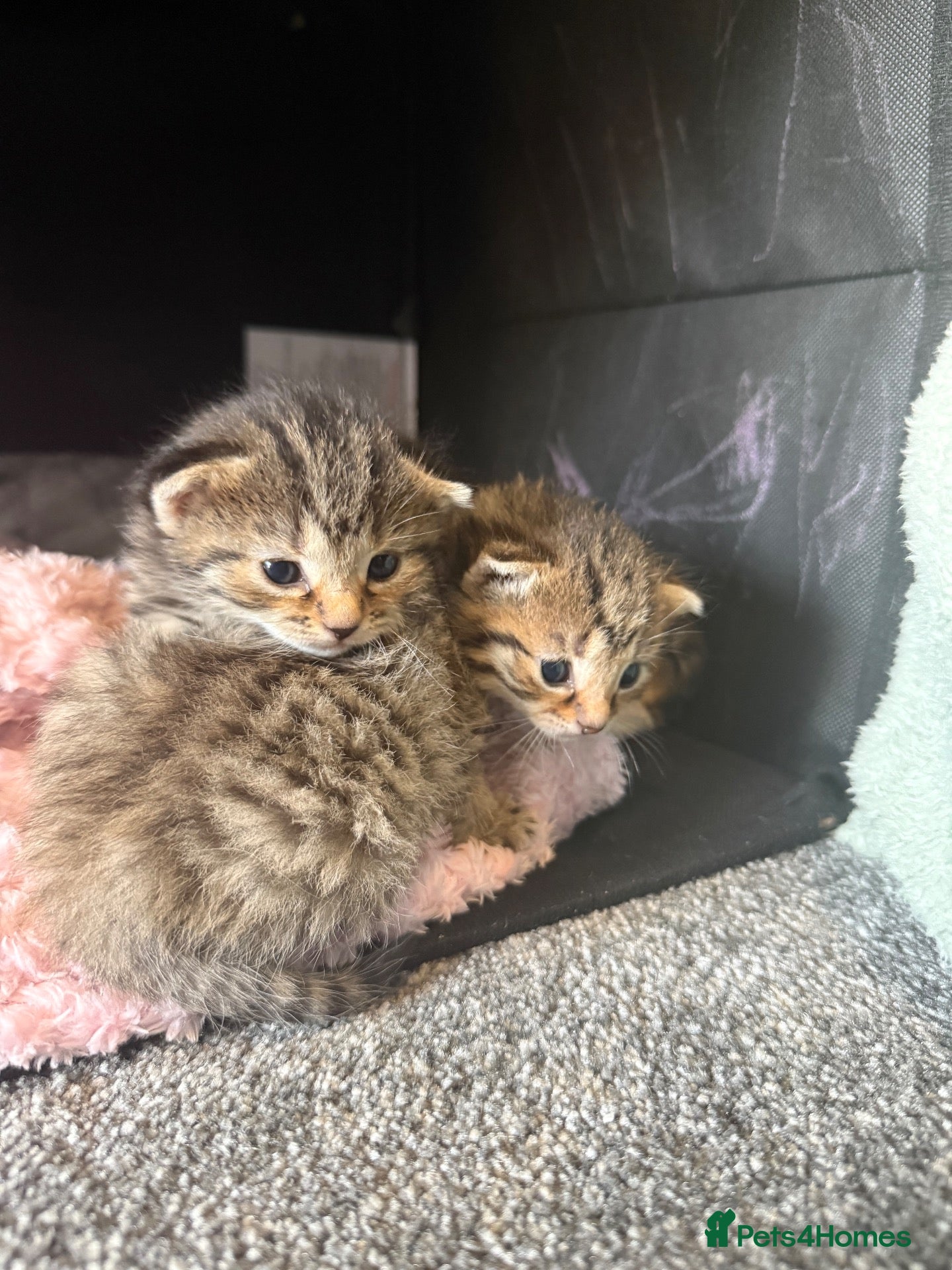 Mixed Breed cats Beautiful long haired tabby cross bengal kittens  - Advert 14