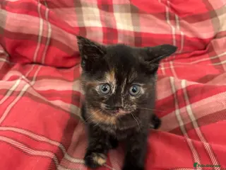 Mixed Breed cats BSH X MUNCHKIN ONLY 1 LEFT NOW - Advert 7