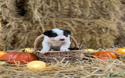 Border Collie dogs for sale: Beautiful cheeky border collies for sale - Image 25