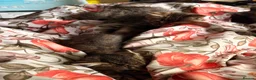 Mixed Breed cats for sale: 2 Tabby kittens for sale - Advert 9