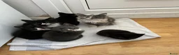 Mixed Breed cats for sale: Kittens  - Advert 2