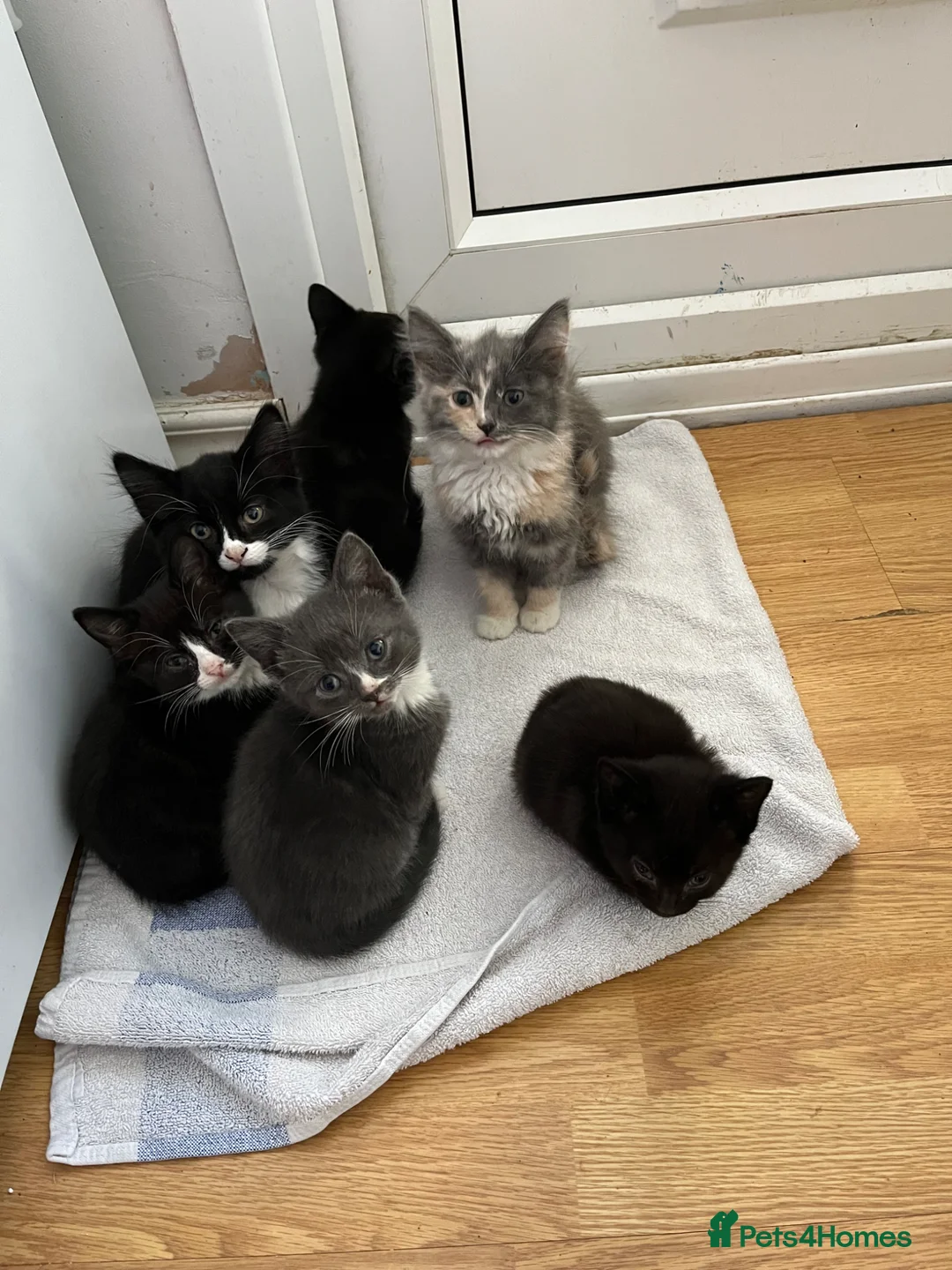 Mixed Breed cats for sale: Kittens  - Advert 2