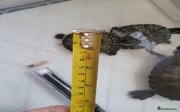 Turtle reptiles for sale: TURTLES FOR SALE - Image 4