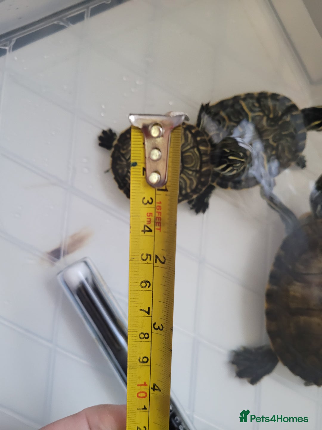 Turtle reptiles for sale: TURTLES FOR SALE - Image 4