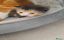 Mixed Breed cats for sale: 3 mixed breed kittens available  - Image 8