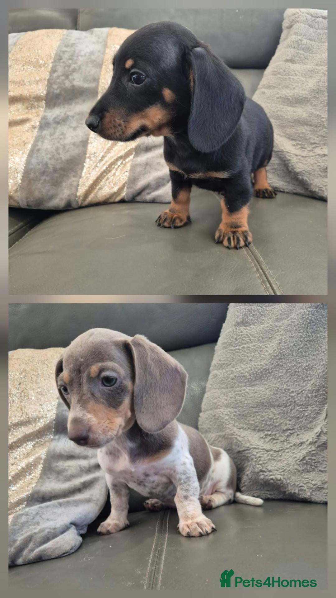 Miniature Dachshund dogs LAST 2 Dachshunds - READY NOW - Advert 11