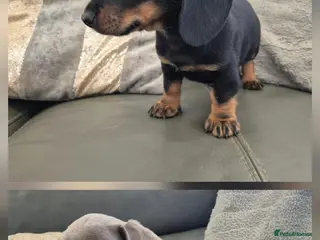 Miniature Dachshund dogs LAST 2 Dachshunds - READY NOW - Advert 7