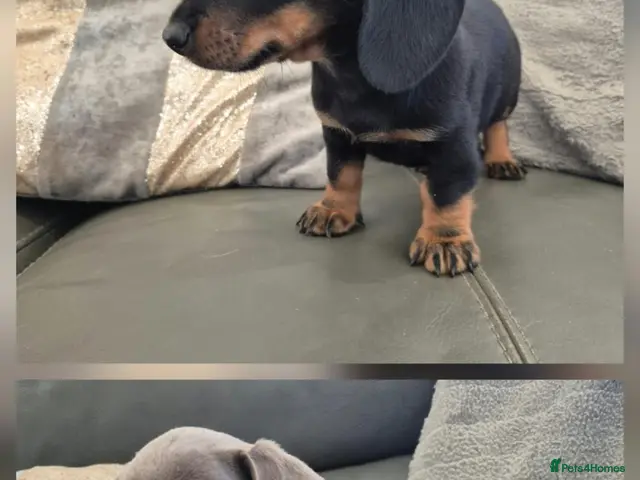 Miniature Dachshund dogs LAST 2 Dachshunds - READY NOW - Advert 15