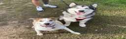 Alaskan Malamute dogs for adoption: Teddy (Alaskan Malamute) in Southampton - Advert 9