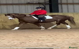 Welsh Section B horses for sale: 🎀Bunbury Zianna aka Annie 🎀 - Image 19