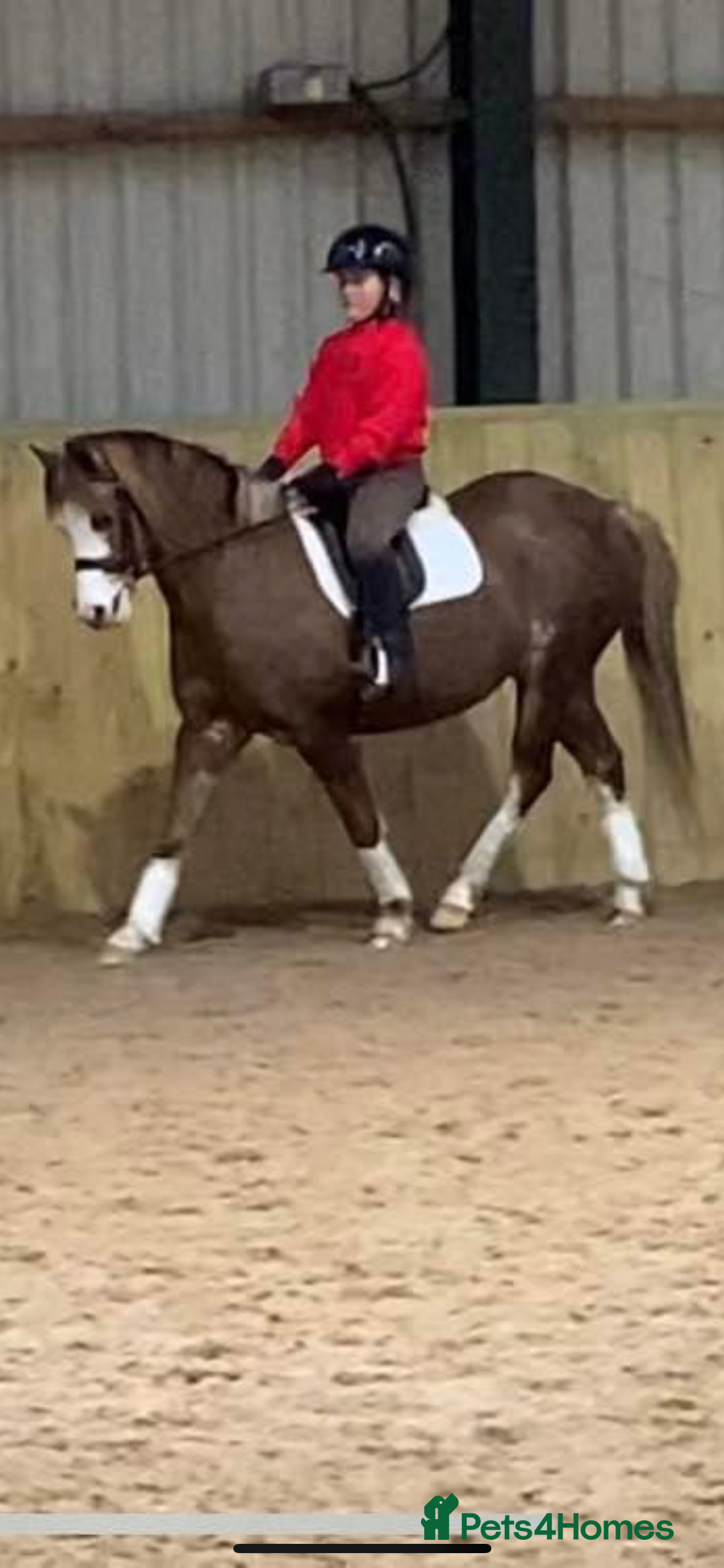 Welsh Section B horses for sale: 🎀Bunbury Zianna aka Annie 🎀 - Image 19
