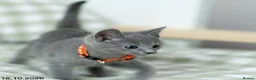Russian Blue cats for sale: Adorable Russian Blue Kittens. - Advert 12