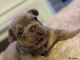 French Bulldog dogs 5 AMAZING QUAILITY FRENCH BULLDOG PUPS - Advert 18