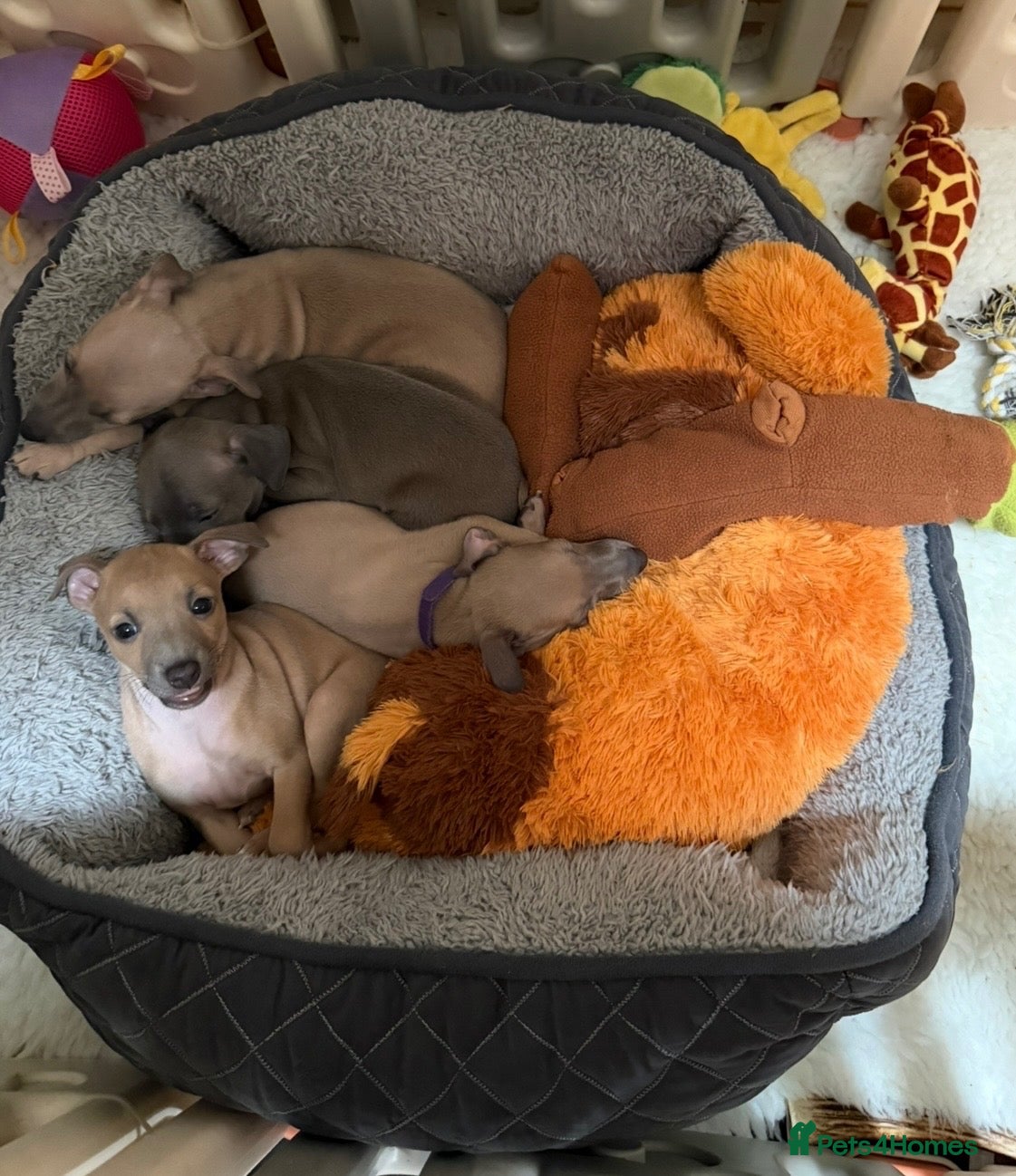 Italian Greyhound dogs 🤎🤎 3 puppies left🤎🤎KC Reg beautiful Iggies🤎🤎 - Advert 1