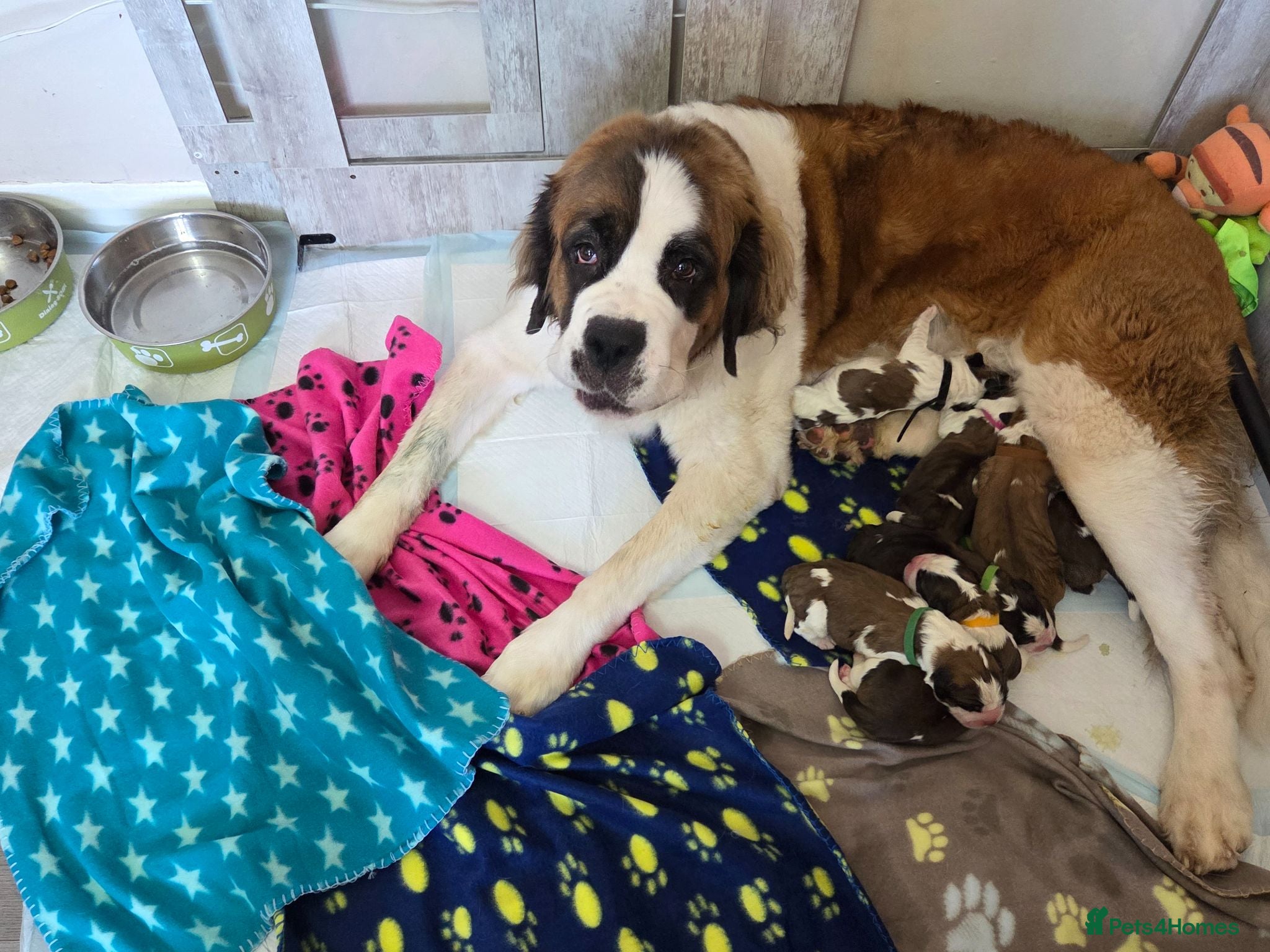 Saint Bernard dogs Saint Bernard puppies for sale - Advert 1