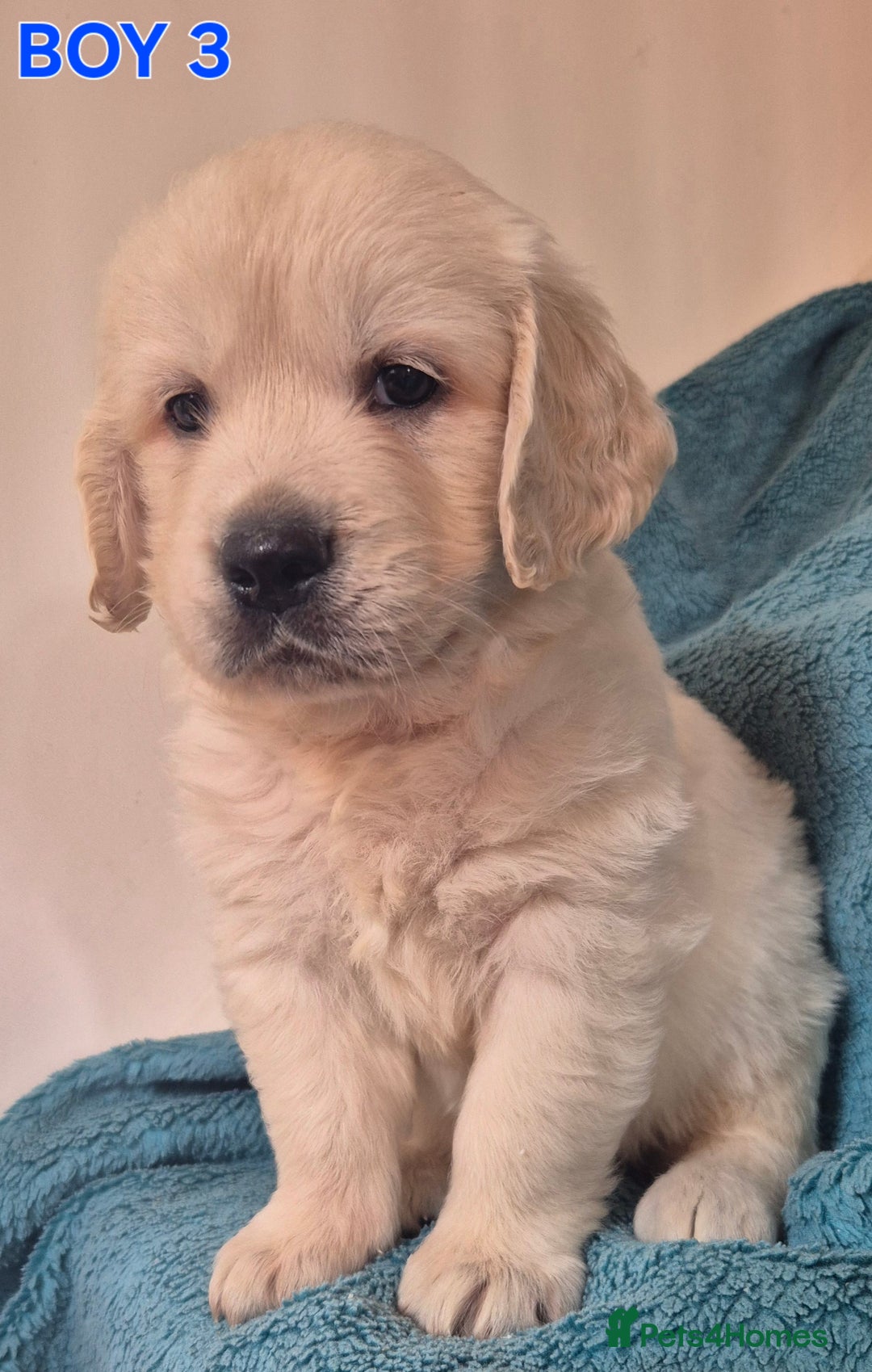 Golden Retriever dogs for sale: Show type Golden Retrievers health tested parents - Image 4