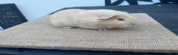 Guinea Pig rodents for sale: Beautiful boys - Advert 6